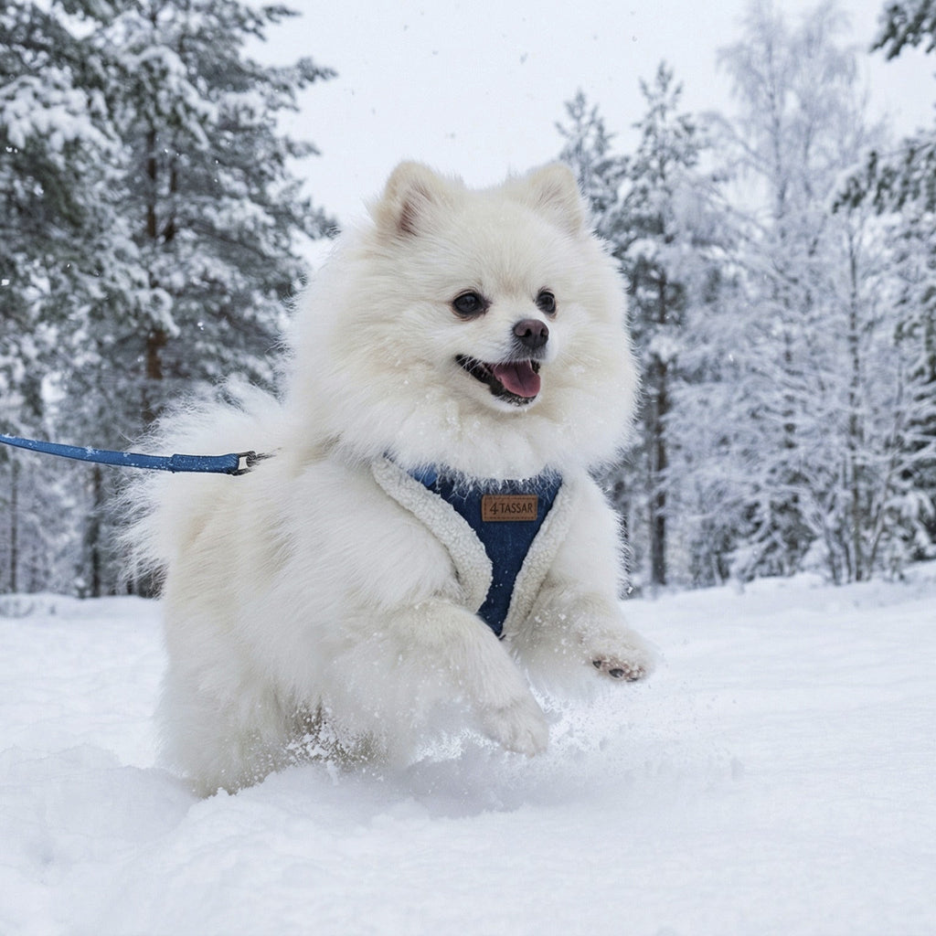 White dog on a leash in a snowy forest